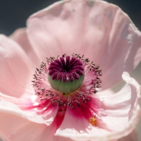 Pink poppy