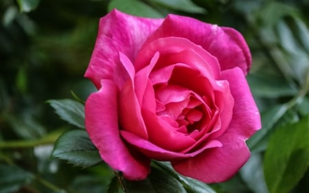 Pink rose - flower, rose, pink, macro, green