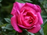 Pink rose