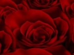 Red rose