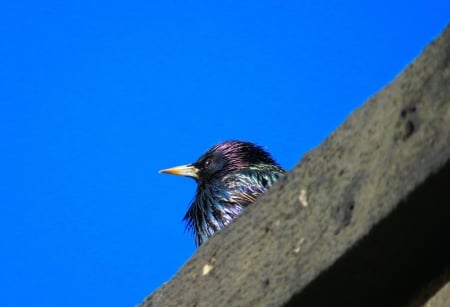 Perched on Stone - bird, stone, animal, nature, roof, spring, sky