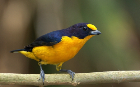 Gaturamo - gaturamo, yellow, bird, blue