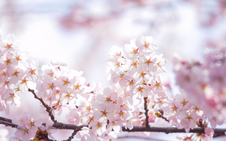 Spring - flower, cherry blossom, pink, spring, branch