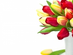 * Lovely tulips *