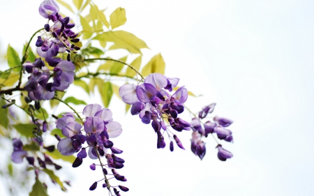 Wisteria - white, purple, green, wisteria, flower