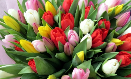 * Tulips * - colorful, tulips, colors, spring