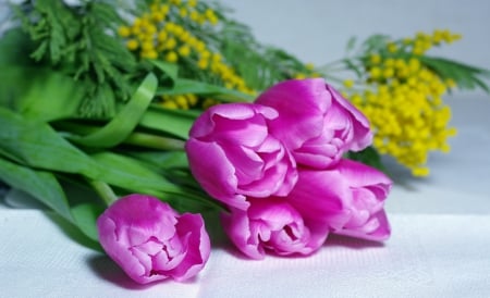 * Softness * - tulips, purple, soft, spring, pink