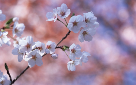 Spring - white, blossom, spring, flower, pink