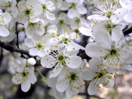 Spring - white, flower, spring, blossom, branch