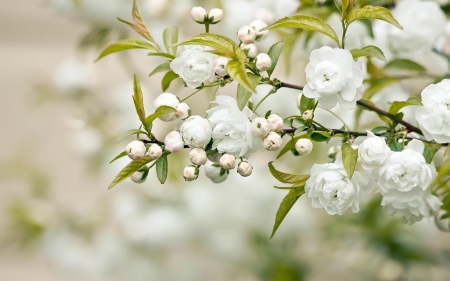 Spring - white, branch, green, blossom, spring, flower