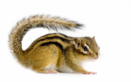 Chipmunk - brown, chipmunk, tail, fluffy, rodent, white, animal, cute, stripe