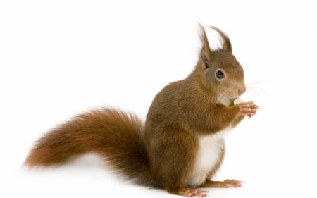 Squirrel - tail, white, squirrel, fluffy, rodent, red, animal, cute