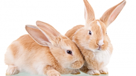 Rabbits - easter, fur, rabbit, rodent, white, animal, brown, cute