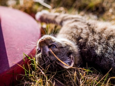 Cat - paws, face, pretty, cute, animals, beautiful, cat, sleeping, kitty, cats, kitten, hat, lovely, cat face