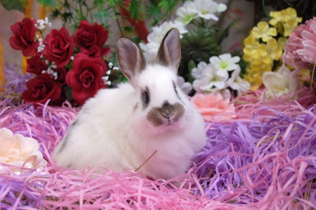 Easter Bunny - easter bunny, rabbit, roses, easter, flowers, bunny