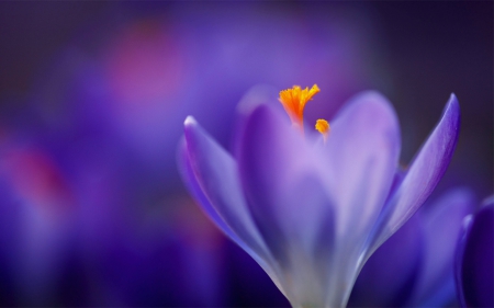 Crocus - flowers, nature, Crocus, violet, flower