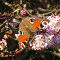 Peacock Butterfly