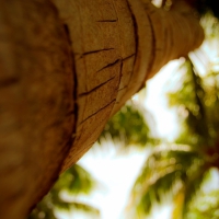 Palm Tree