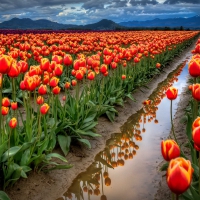 Tulips Field