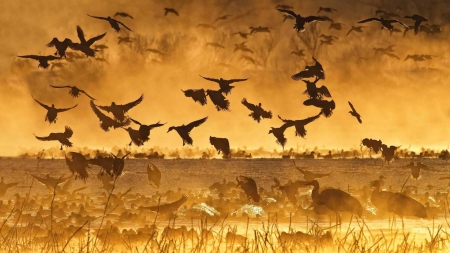 ducks and cranes on a lake at a golden sunrise - birds, fog, weeds, sunrise, golden, lakes