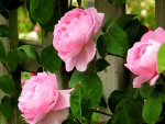 Pink roses