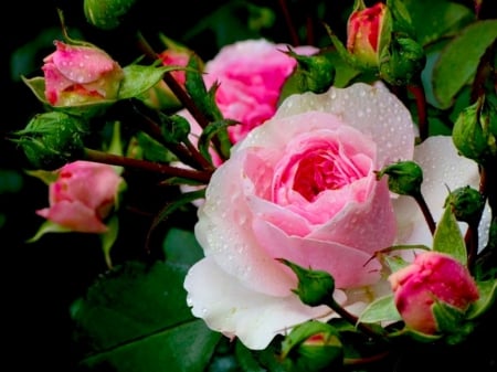 After rain - roses, blossom, buds, drops, beauty, freshness, petals, pink, nayure, after, red, garden, rain