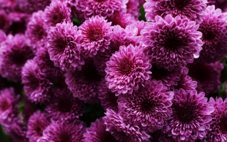 Chrysanthemums - nature, chrysanthemum, flowers, chrysanthemums, flower