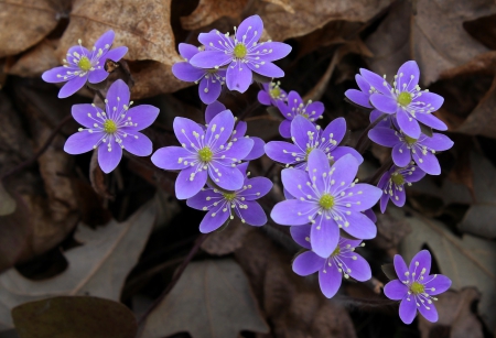 Hepatica - nature, flowers, hepatica, spring, violet, flower