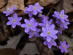 Hepatica