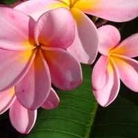 Plumeria