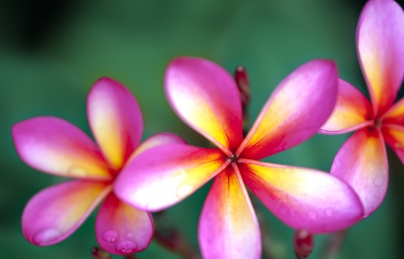 Plumeria - nature, Flowers, plumeria, flower, frangipani, pink