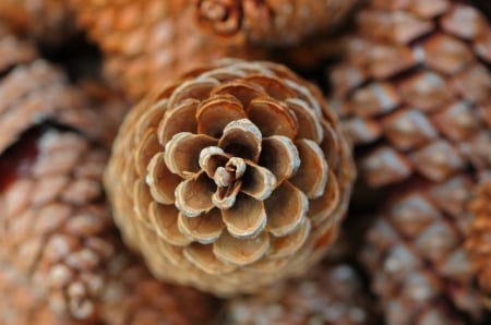 Pine Cones - nature, pine cones, brown, pine cone