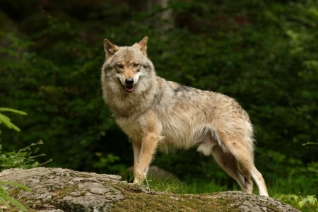 timber wolf - abstract, wolf, quotes, black, grey, white, animal, canis lupus, howling wolf, arctic