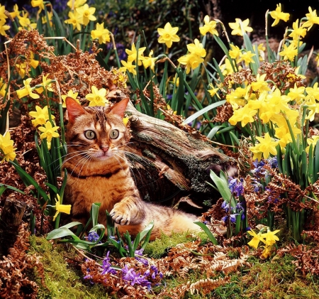 kitty among daffodils - garden, cats, kitty, animals, spring, daffodils