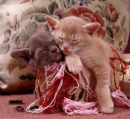 Burmese kittens asleep in an basket - sleeping, animals, kittens, cats, basket