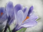 blue crocusses