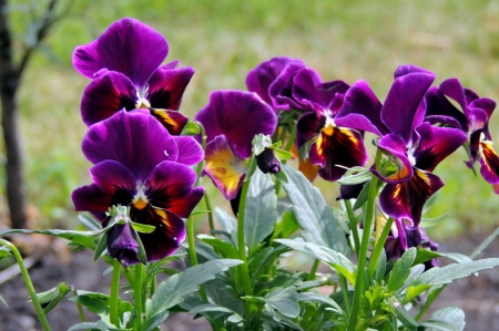 purple pansies - flowers, nature, purple pansies, garden, spring