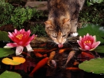 cat drinking from goldfish pond