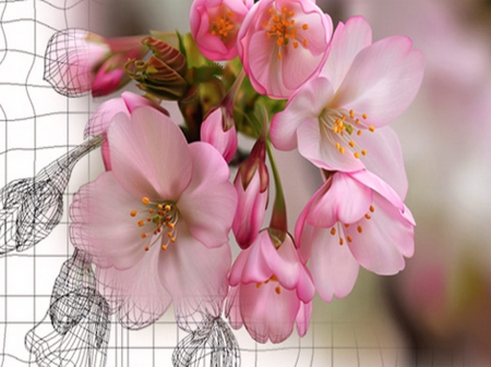 Spring splendor - flowers, blossoms, hanging, pink