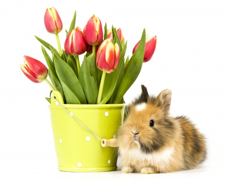 * Happy Easter * - animals, easter, tulips, animal, spring, happy