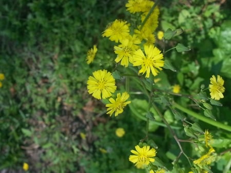 Little Blossoms - flowers, yellow, natural, beautiful