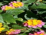 Wild Lantana