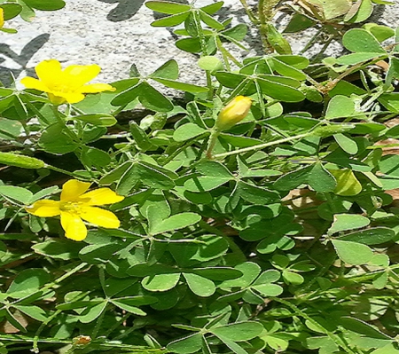 Tiny Clover Petals - flowers, clover, natural, beautiful