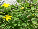 Tiny Clover Petals