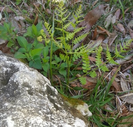 The Baby Fern - grasses, green plants, small, fern