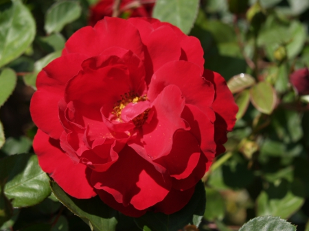 Rose (Lili Marlene) - big, round, bright, red