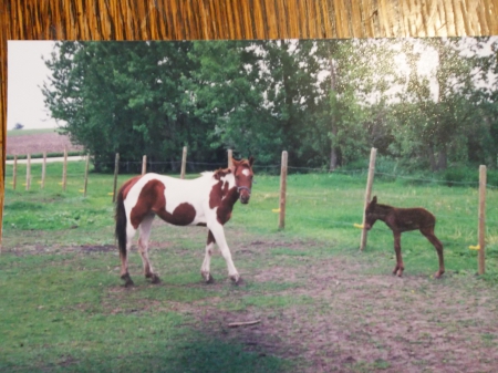 My Paint Cheyenne and her Mule - sara, joyce, linda, tracy