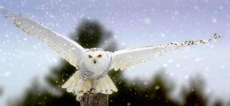 Snowy Owl - white, animals, owl, snowy, birds