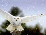 Snowy Owl