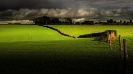 Field - nature, sky, field, grass